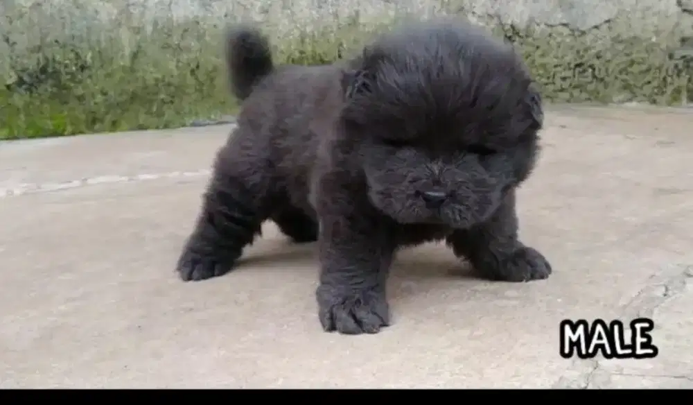 Chow chow black  jantan