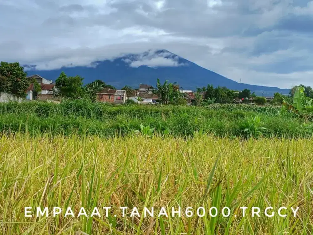 Dijual tanah sawah kebun luas pinggir jalan view keren dekat jalan besar