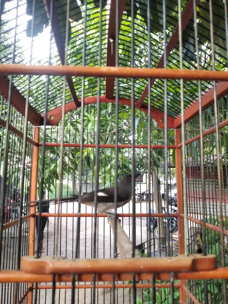 Murai kelabu air jinak lalat udah rajin bunyi