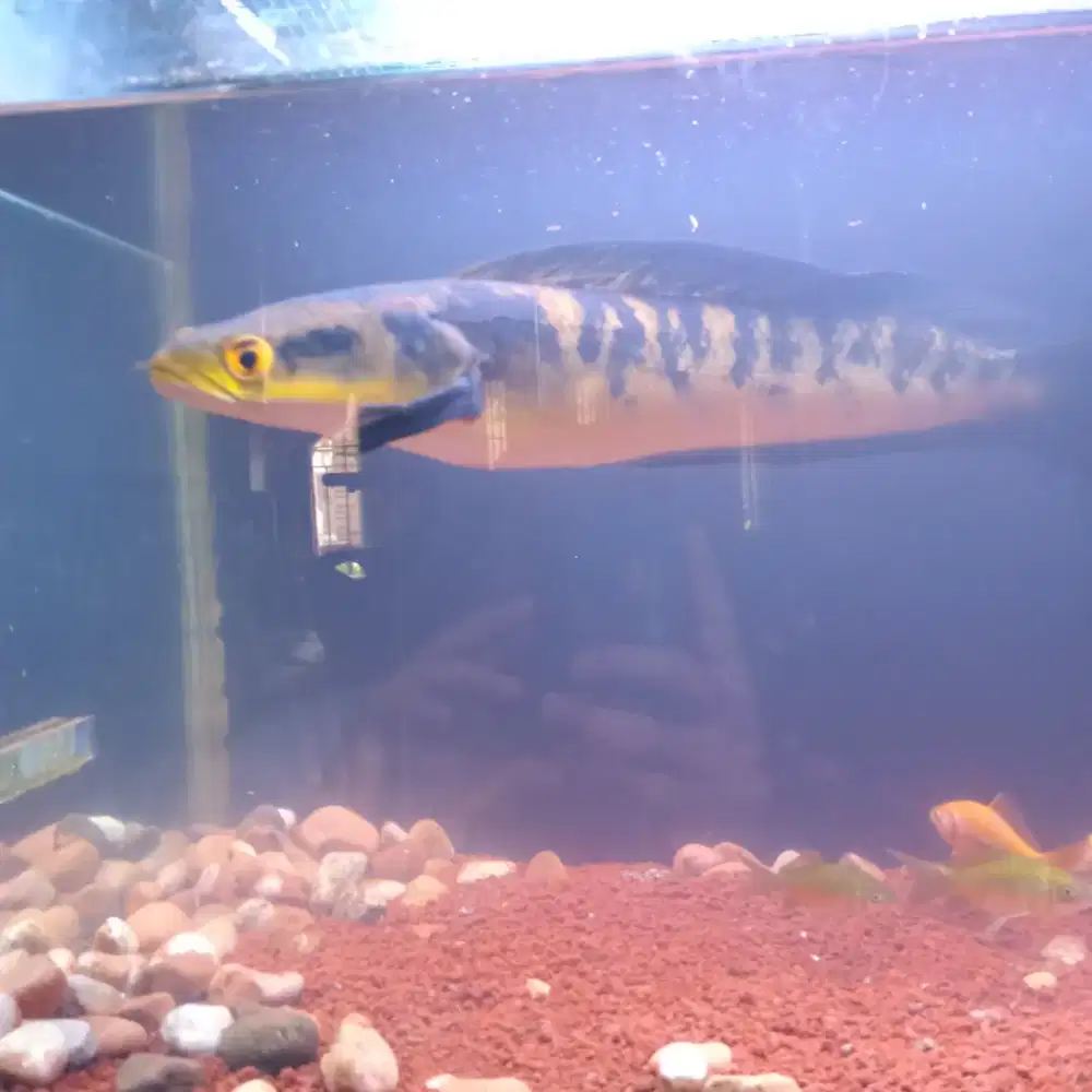 Ikan Chana Yellow Centarum size 35 cm