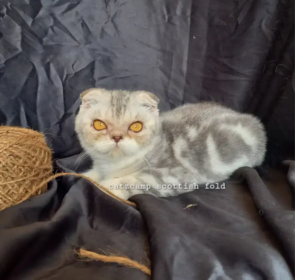 Scottish fold kitten