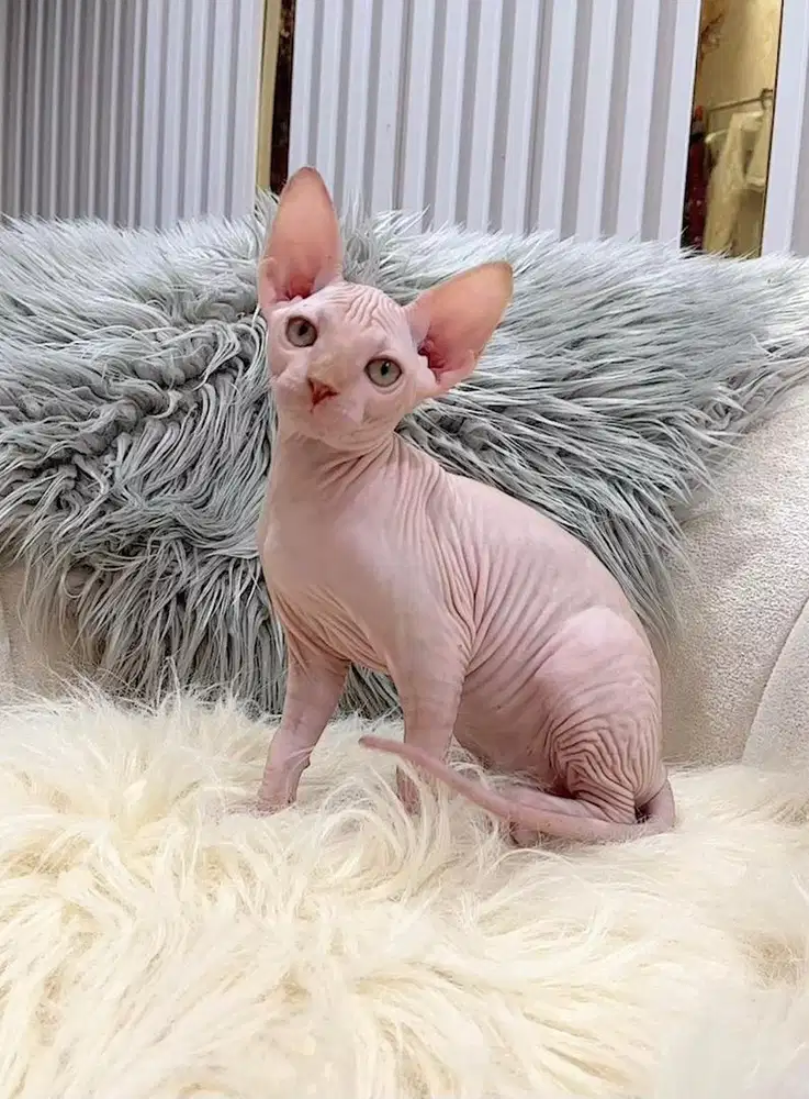 Kucinh  Sphynx kitten  Female 3 Bulan
