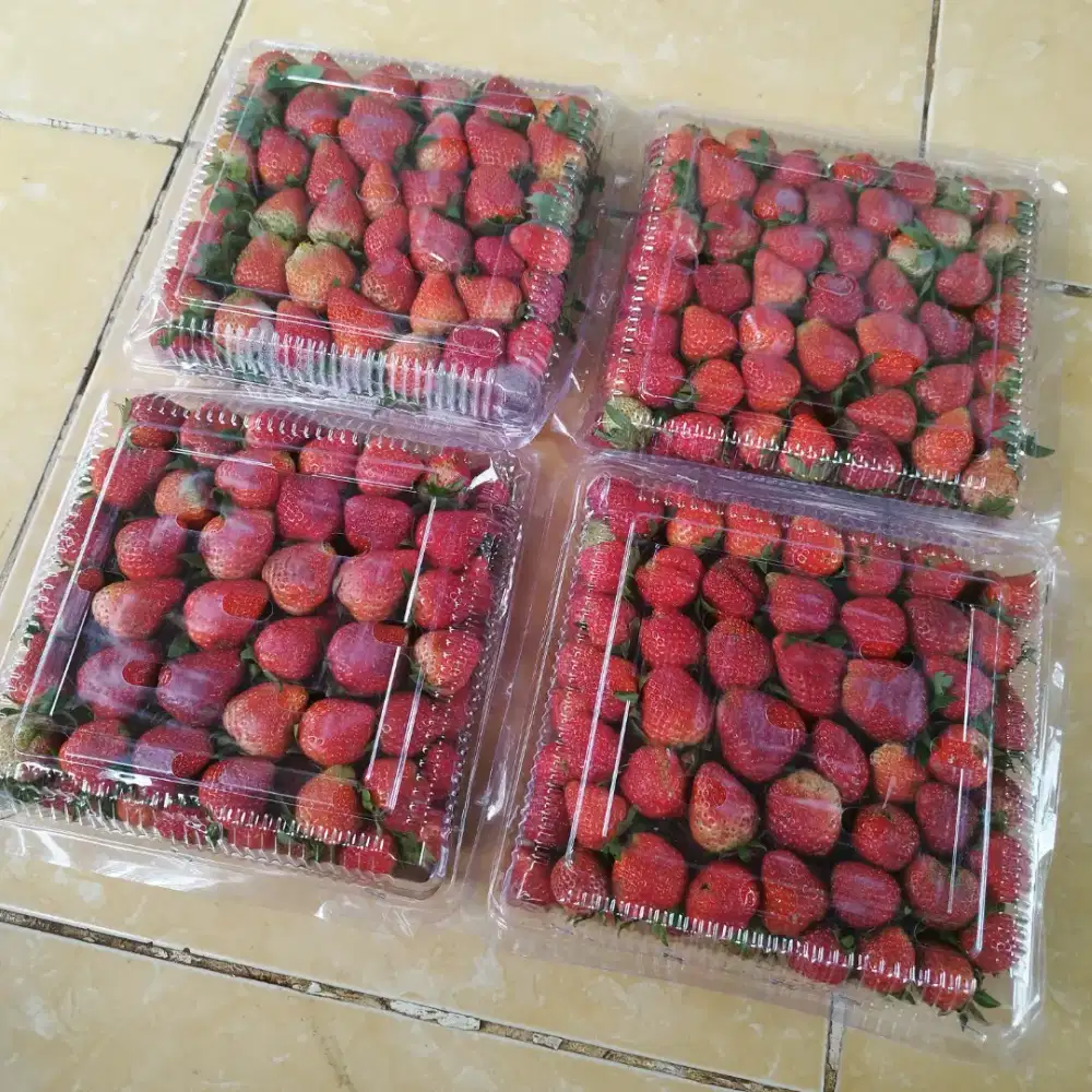 Strawberry Fresh 900gr