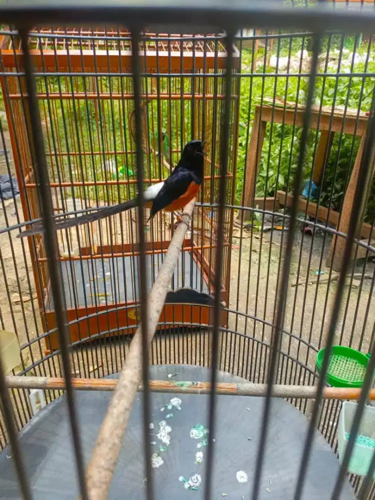 Cari kembalian dri ijo atau kenari seri f