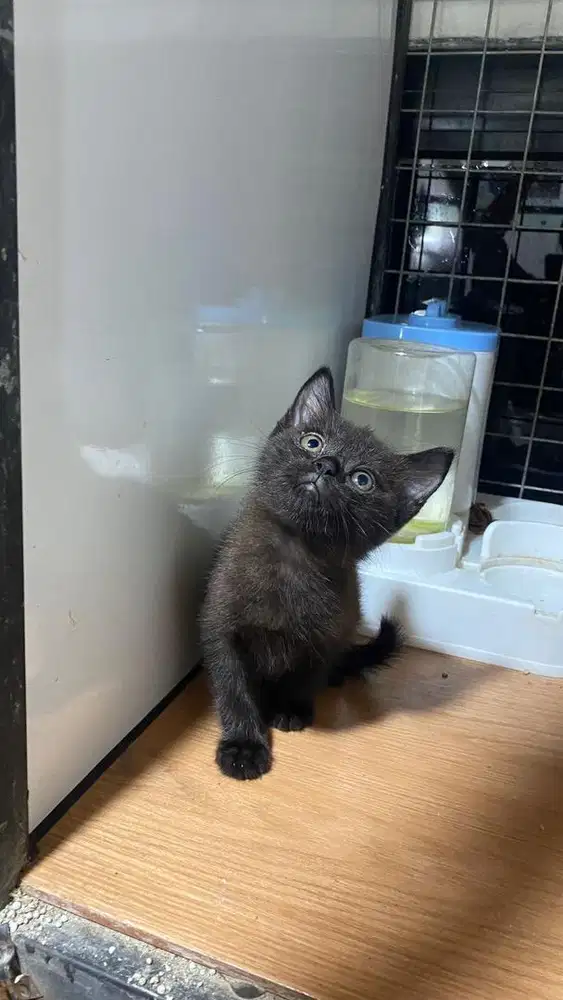 Kitten persia betina