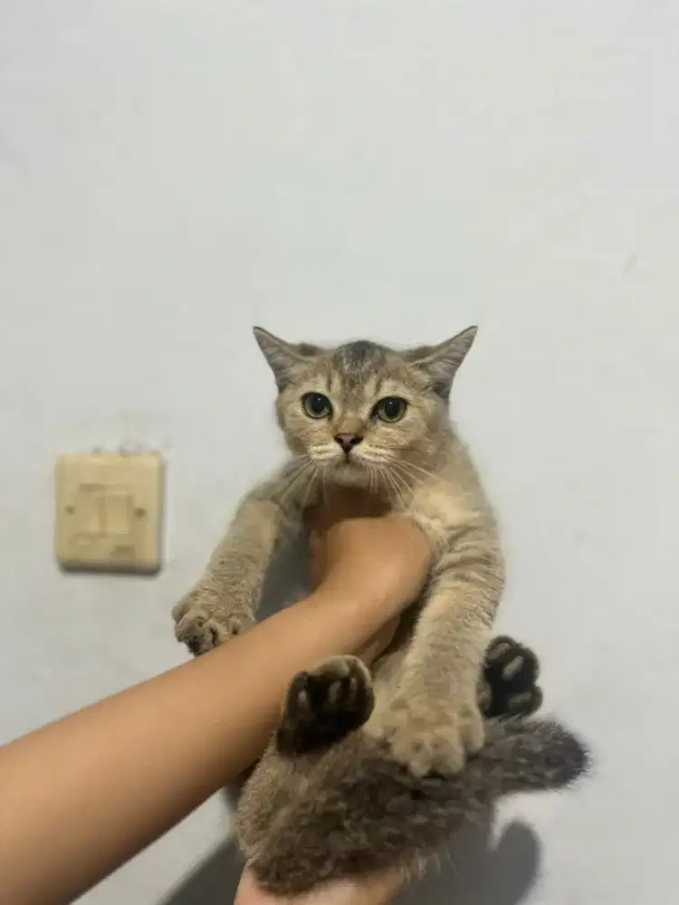 Kucing British Shorthair