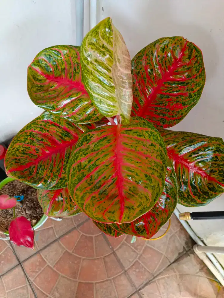 Tanaman hias aglomena