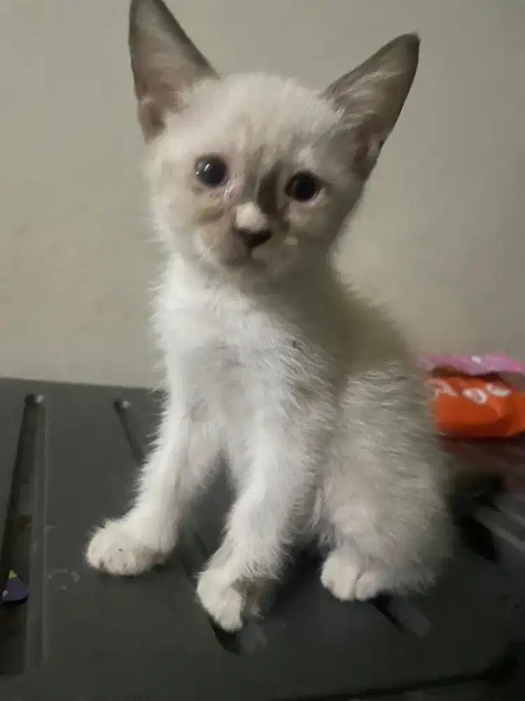 Kucing ras Himalaya kitten