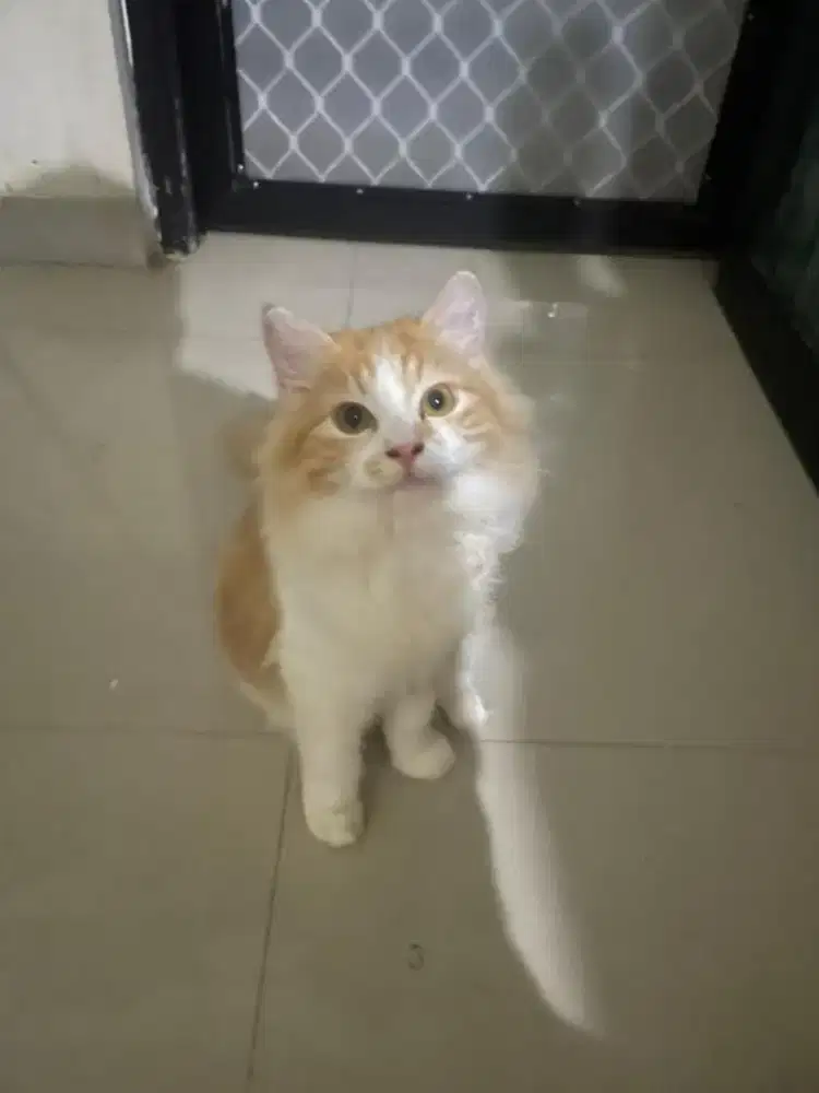 Kucing persia oyen jantan