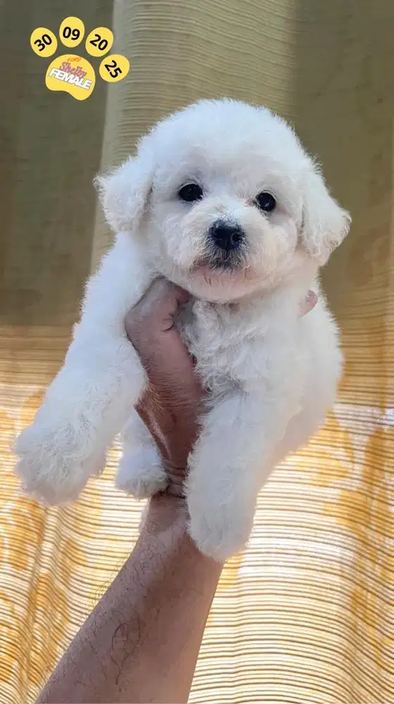 Dijual 3 puppies Toy Poode