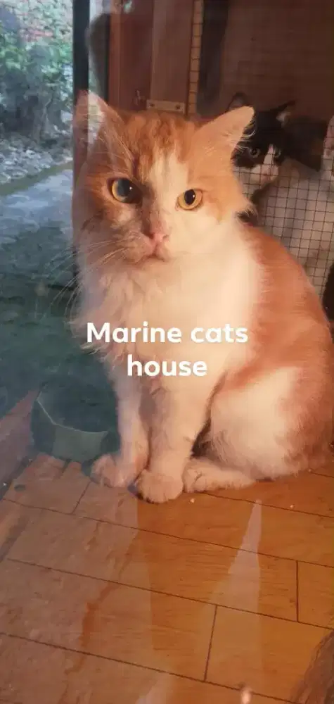 Persia medium long hair