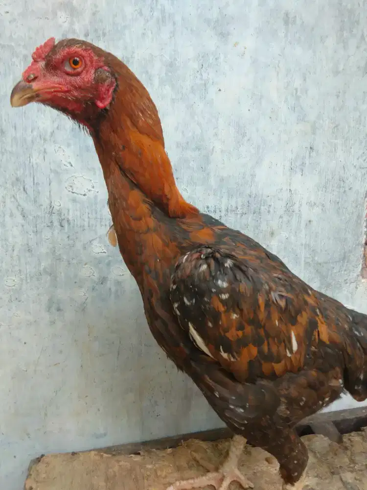 Ayam Betina Bangko