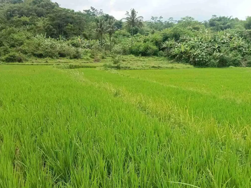 Sawah 2 Ha, Pinggir Jln Mobil & Nempel Kali Besar. Darangdan, Purwakarta.