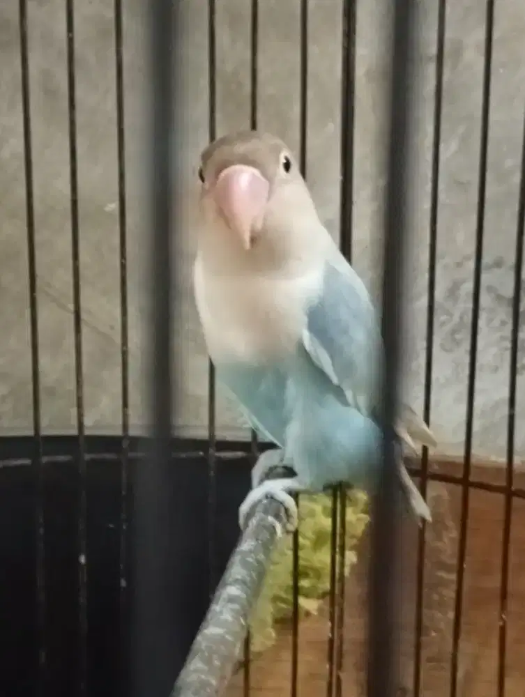 Burung lokbet pasblue rajin bunyi