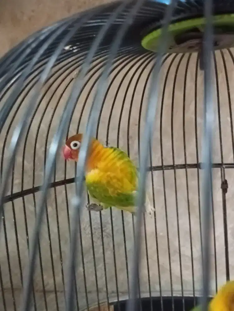 Burung lokbet semi blorok rajin bunyi