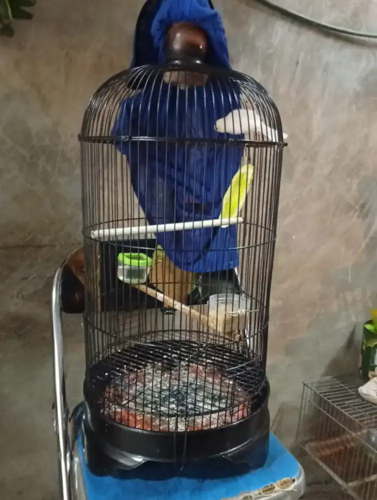 Burung kenari pocong gacor