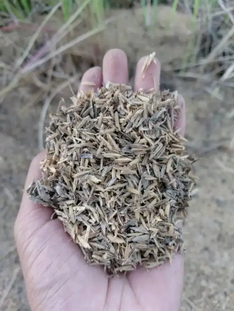 Sekam fermentasi, sekam bakar, sekam mentah