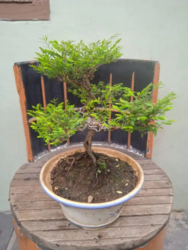 Bonsai plus pot keramik