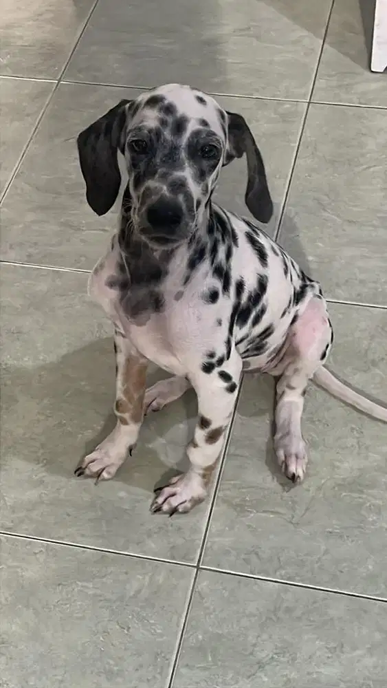 ANJING DALMATIAN