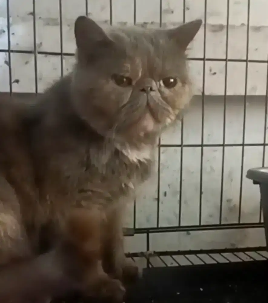 Kucing betina exotix/exo, kucing peaknose, kucing persia