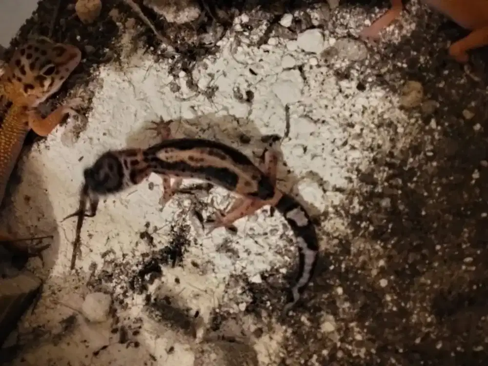 Gecko Juvenile Murah