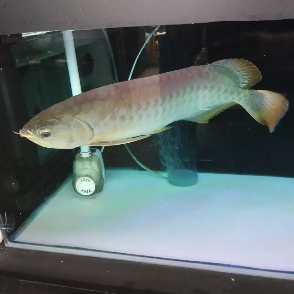 IKAN ARWANA/AROWANA BANJAR RED SIZE 45 CM