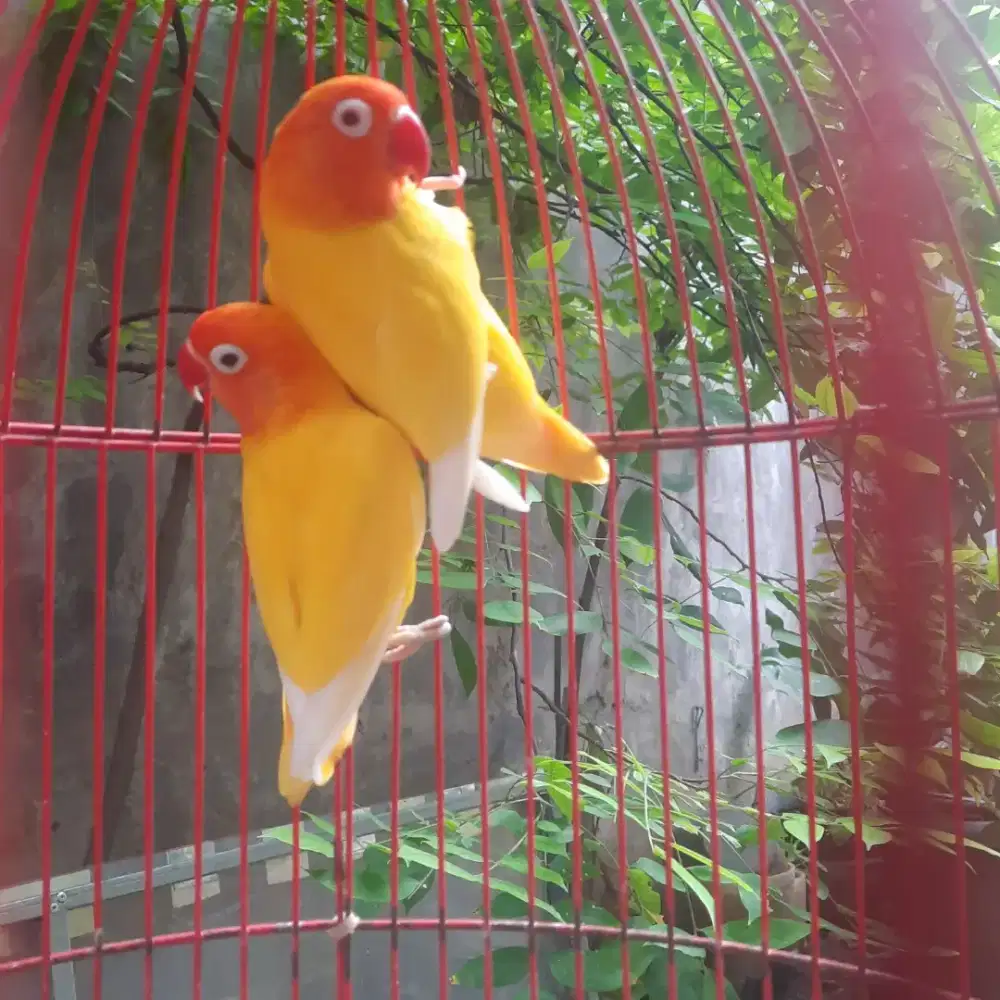 Lovebird sepasang lutino mata merah dan retina merah