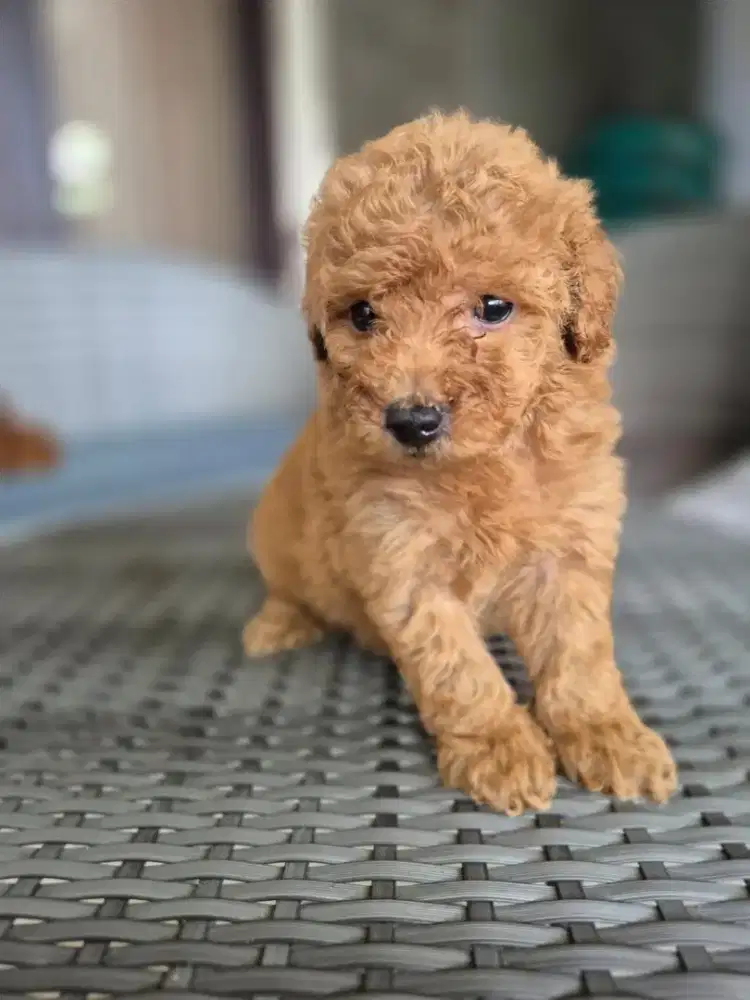 Dijual red poodle
