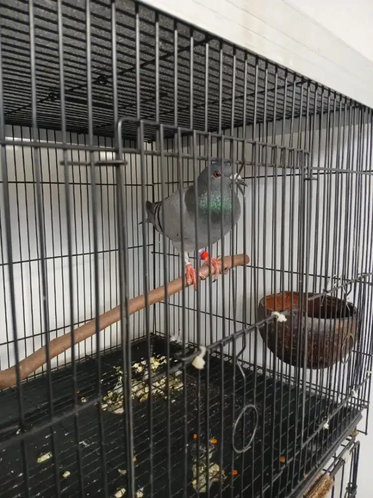 Yg minat burung merpati post..msh sehat seger