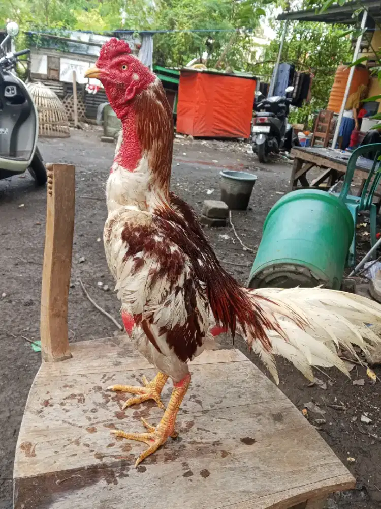 Ayam Bangkok 2D (plucker USA x ganoy)RJF