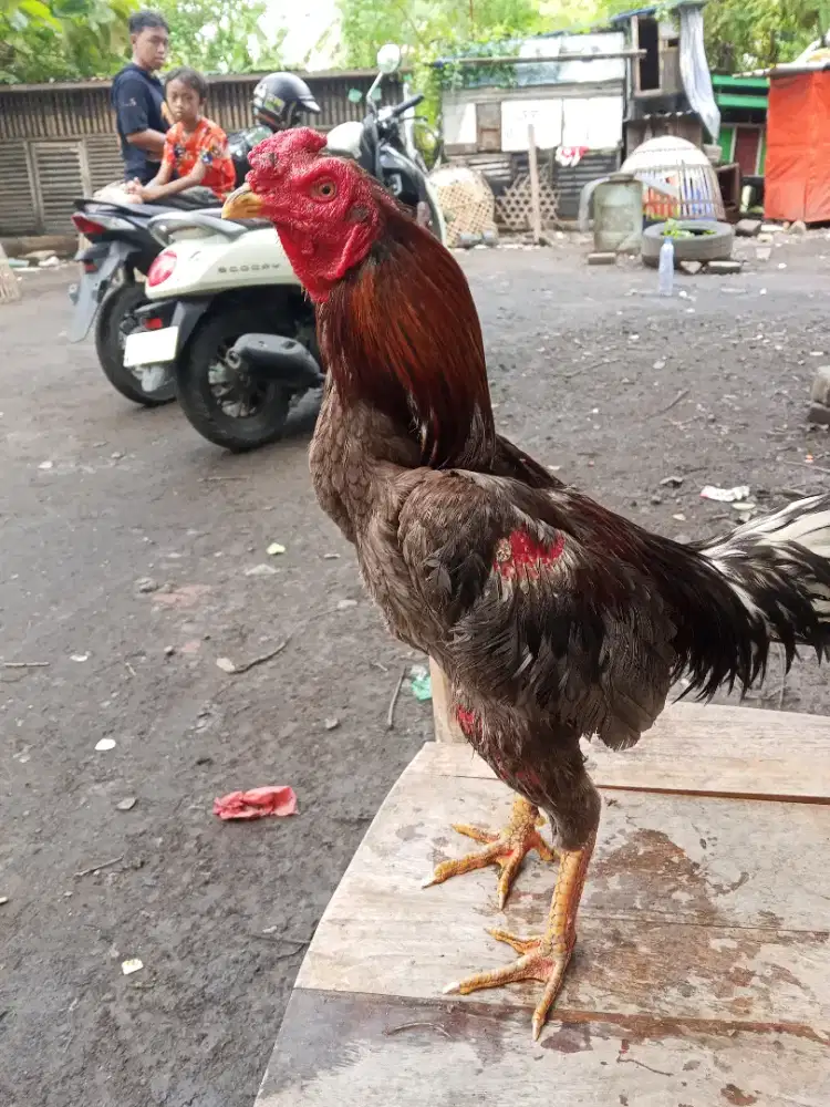 Ayam Bangkok 2D (pakhoy x khoytradngon)RJF