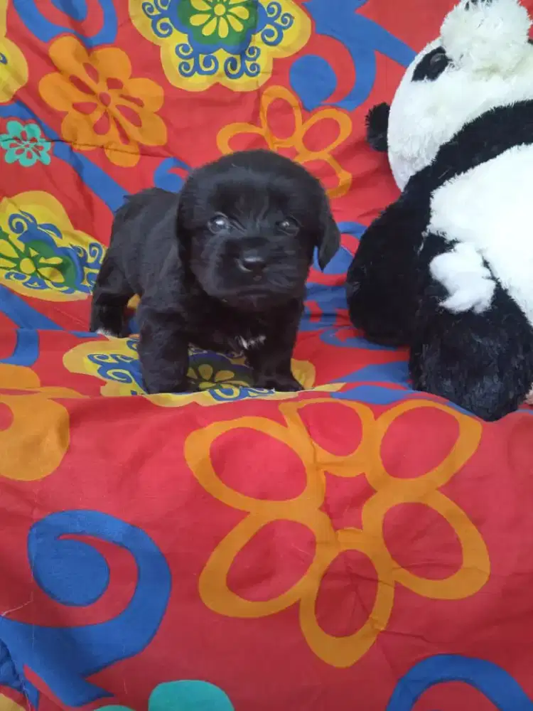 Pupies black labrador (curug parung )