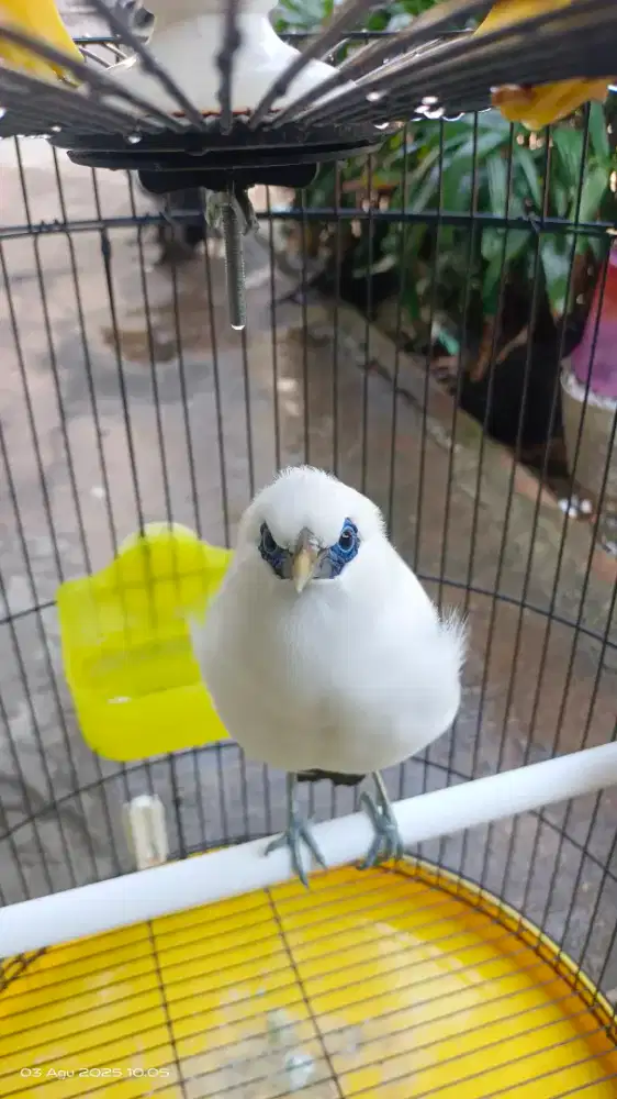 Burung Jalak Kebo Bule