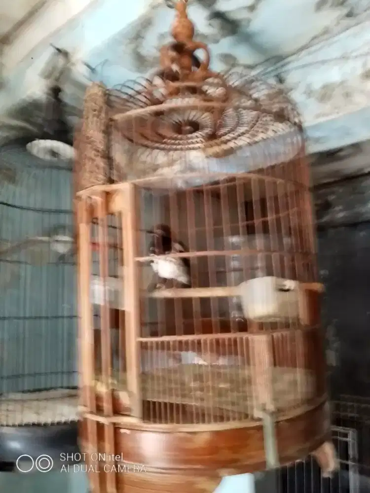 AK katarak makan MASIH ASIK di BSD