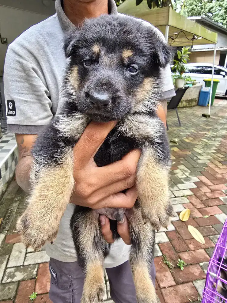 Puppy herder kosongan