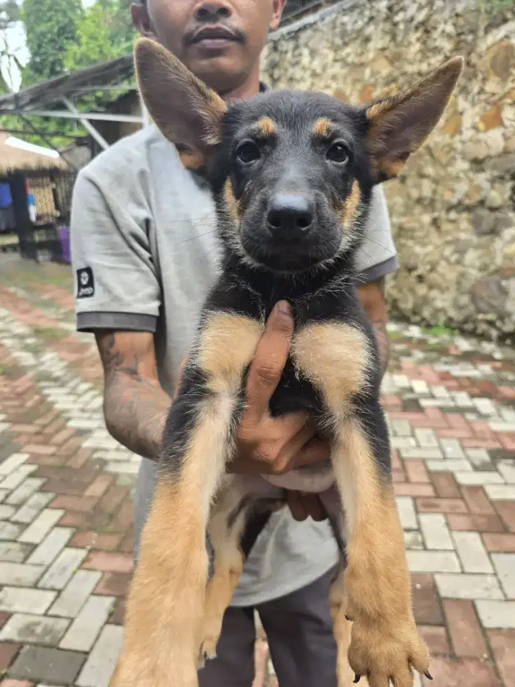 Puppy herder german sertifikat