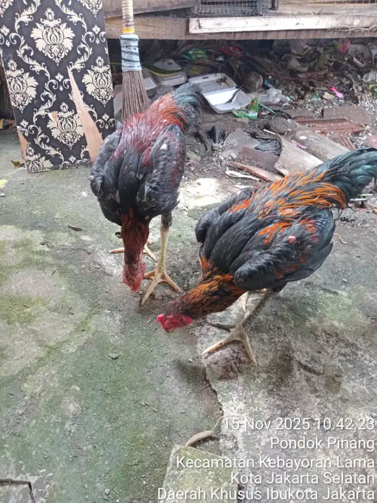 Di Jual Ayam Bangkok