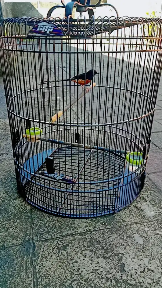 Murai Batu gacor joss