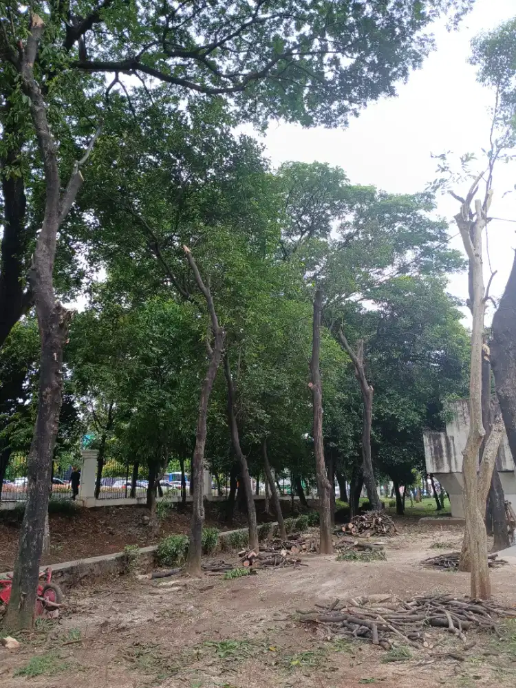 Jasa tebang dan pangkas pohon