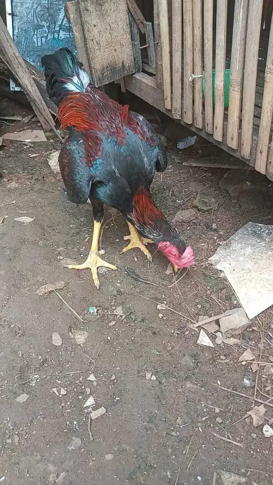 Ayam 5bln..hasil anakan 4 kali win