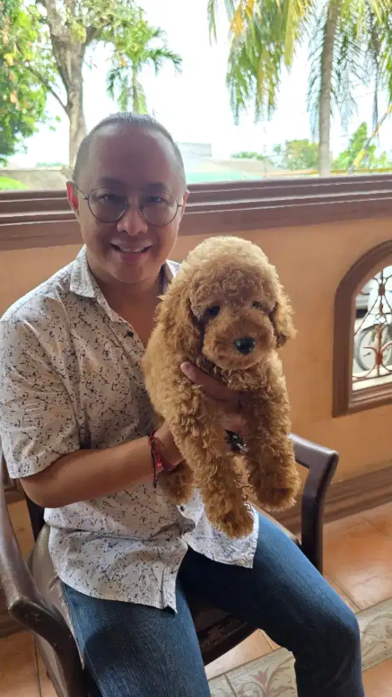 Di JUAL Toy Poodle Betina Kwalitas bagus