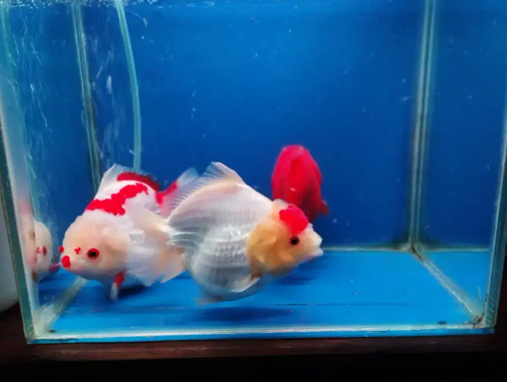 Ikan koki oranda
