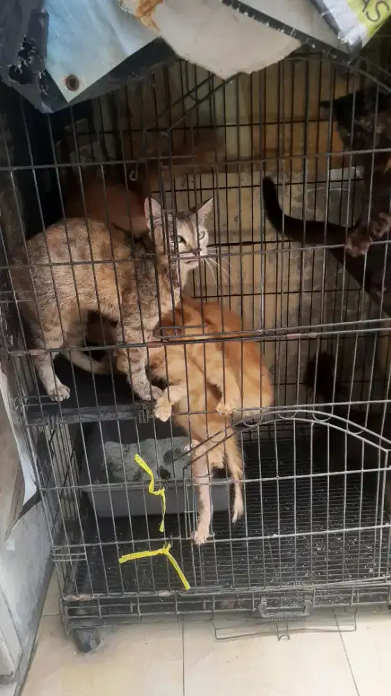 Jual kandang sama kucing