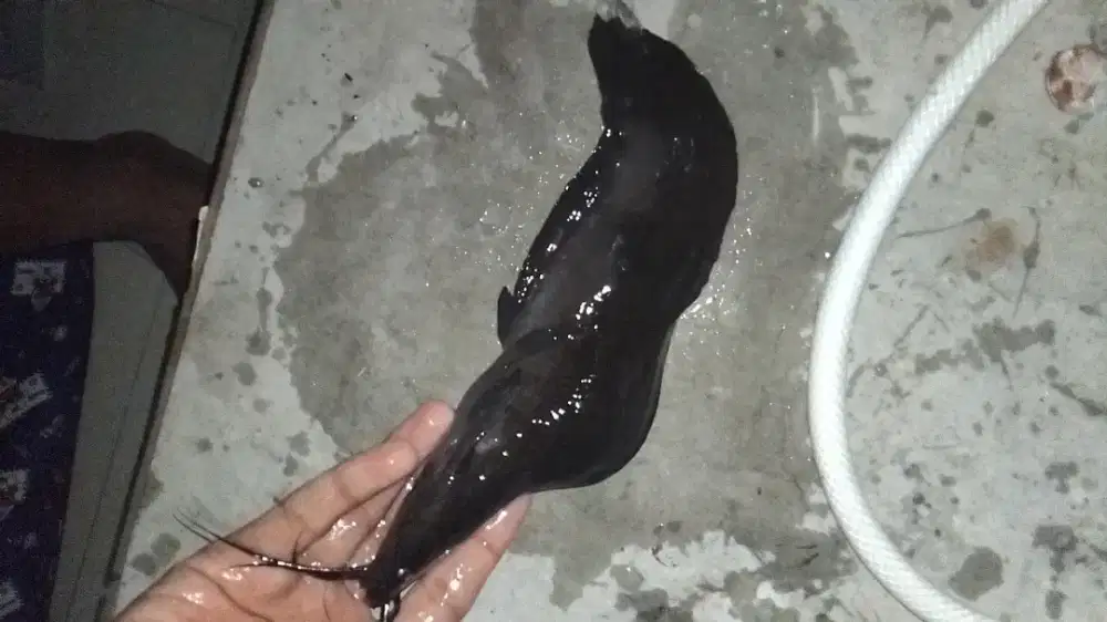 Ikan lele  short body