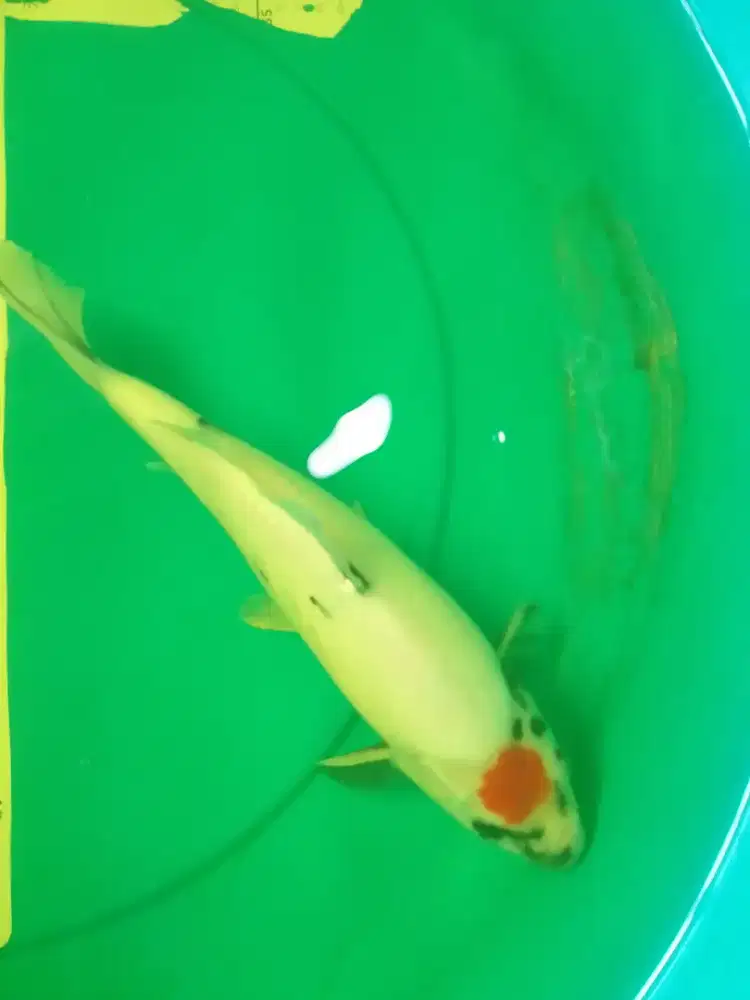 Ikan koi jenis Tancho Showa 32cm HQ