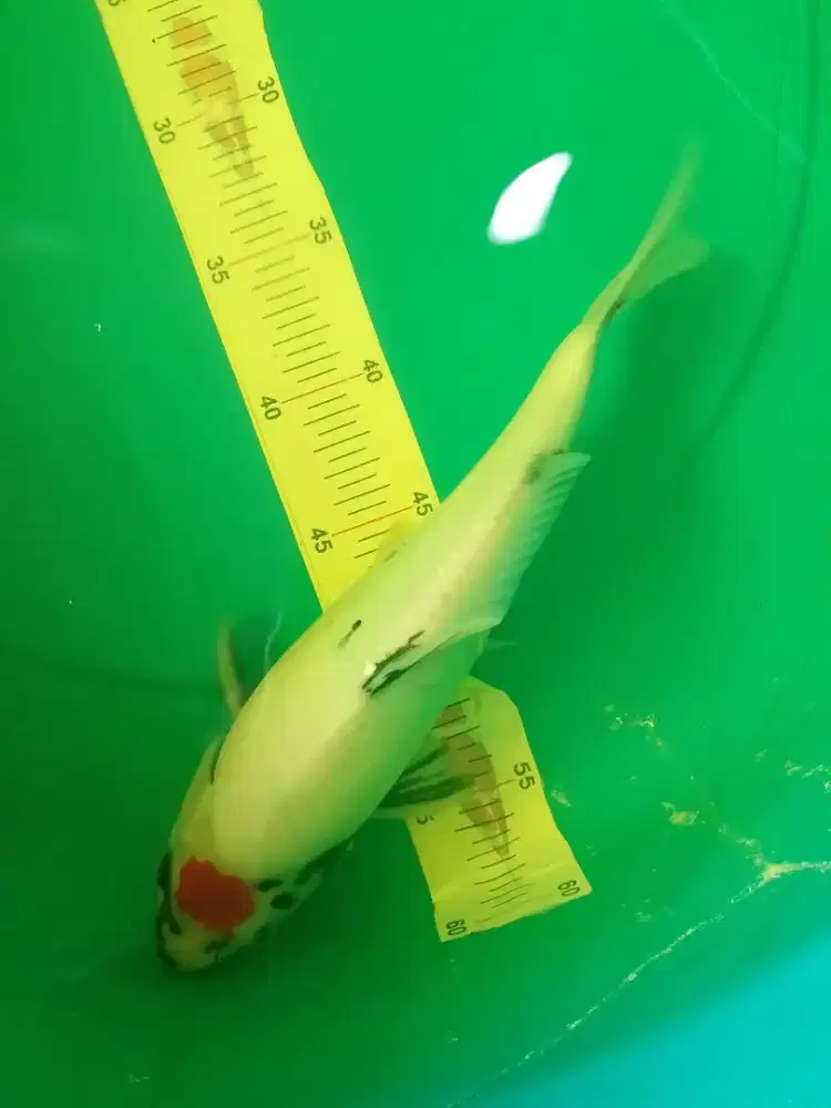 Ikan koi jenis Tancho Showa 32cm female