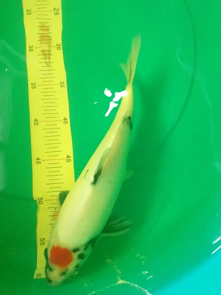 Ikan koi jenis Tancho Showa 32cm pola original