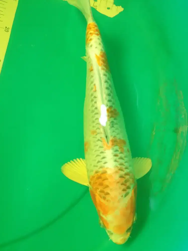 Ikan koi jenis KUJAKU 40cm betina Pola original