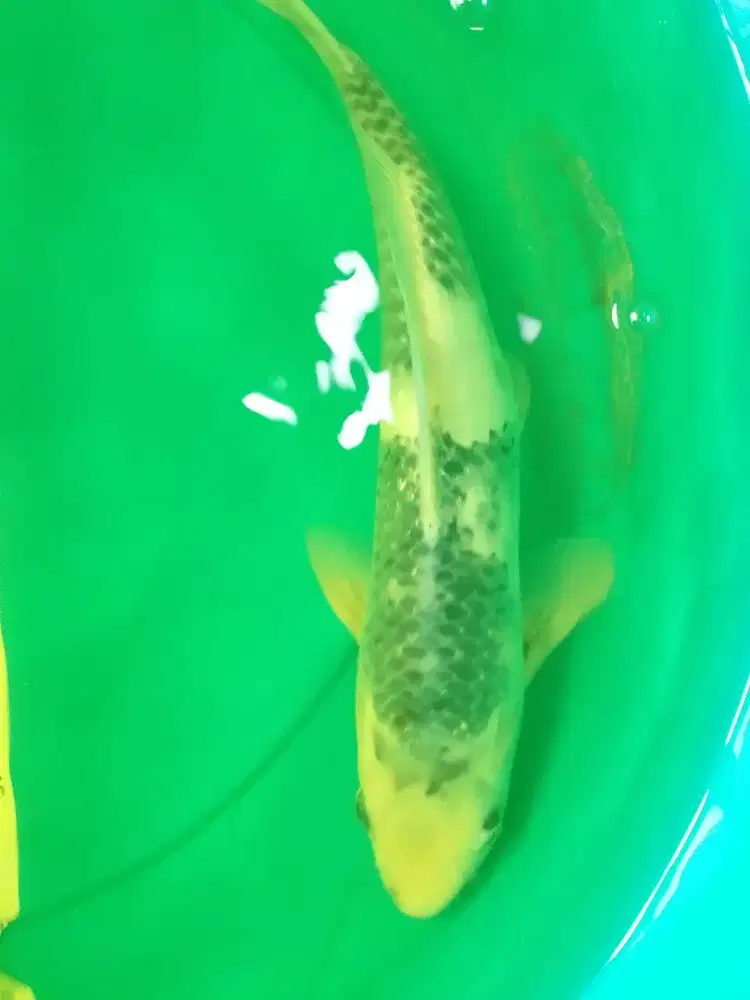 Ikan koi jenis Kage Shiro 40cm antik