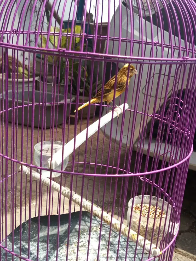 Kenari lokal super muda lemon